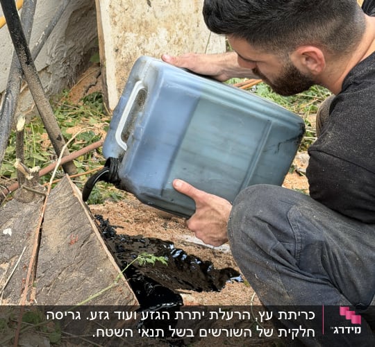 אדם שופך נוזל על גדם עץ כחלק מתהליך גיזום